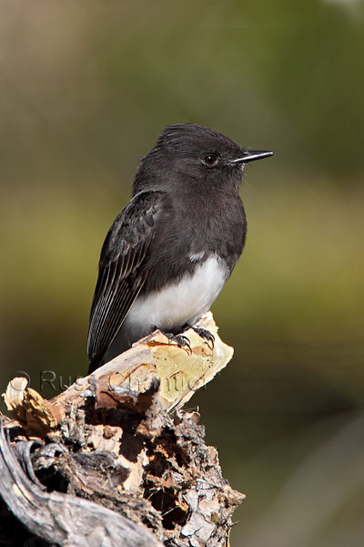 Black Phoebe © Russ Chantler